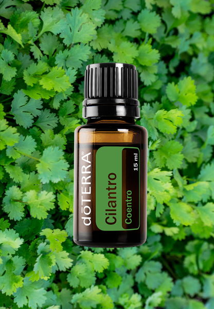 Cilantro