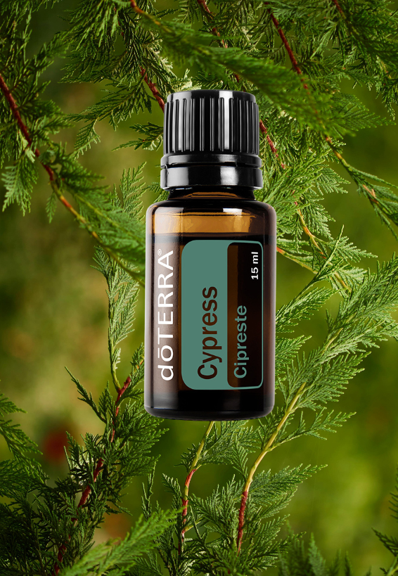 Cypress 15ml