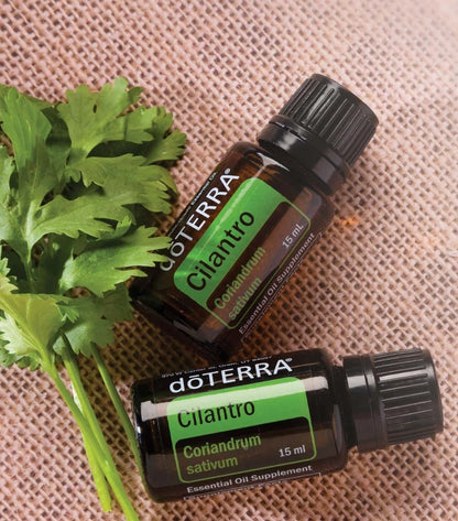 Cilantro